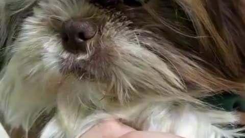 Fluffy Dog