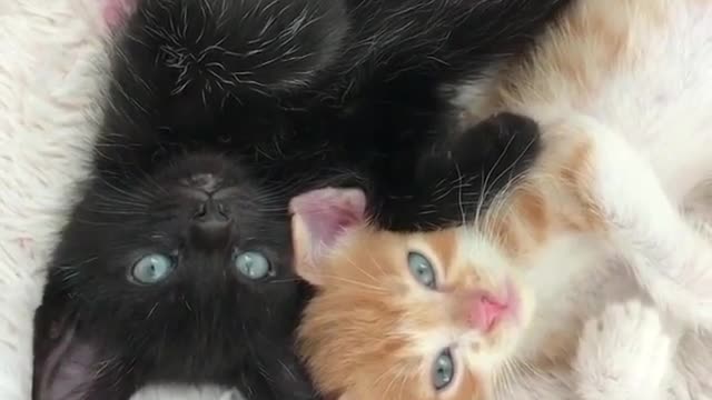 Two kittens, one black and one white, like to stay together and sleep