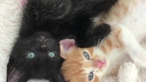 Two kittens, one black and one white, like to stay together and sleep