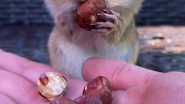 Chipmunk Fills Face With Hazelnuts