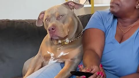 Are Pitbulls the FUNNIEST DOGS ?