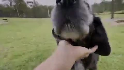 Dog play with each other and swim