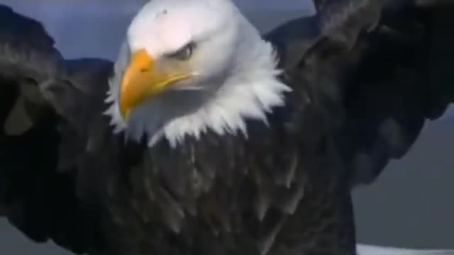 Bald eagles are huge attack