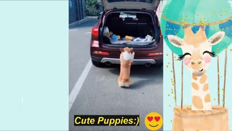 Funny Puppies And Cute Puppy Videos 2021 [BEST OF]