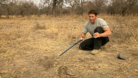 Puff Adder Attack in Slow Motion | Deadly 60 Series 3 | BBC Earth