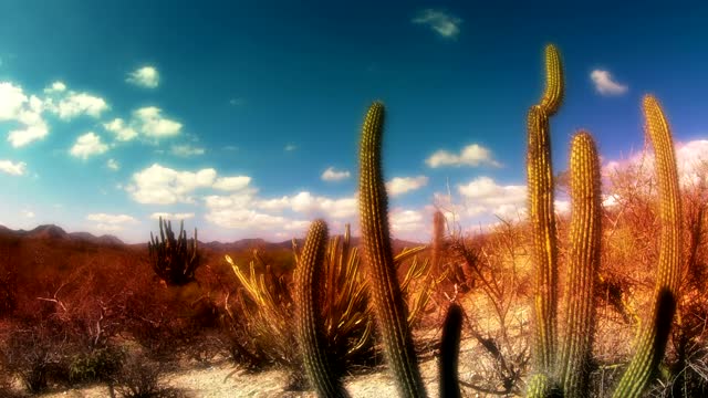 Beautiful desert landscape timelapse