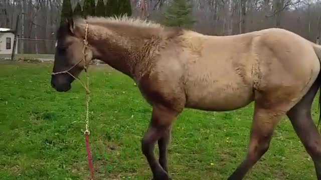 Collab copyright protection - horse on rope obeys voice commands