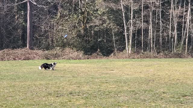 Dog Playing With Owner In Everning