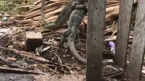 Lizard Battling Behind Fence