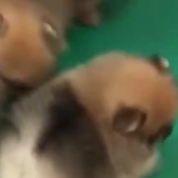 PETS NEVER LIE ABOUT LOVE-29 #shorts