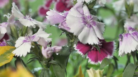 Freshly watered lilac flowers