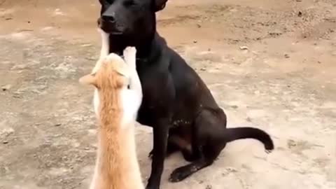 Funny cats video