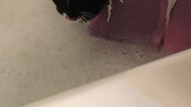 How to properly bathe a cat