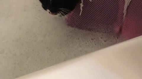 How to properly bathe a cat