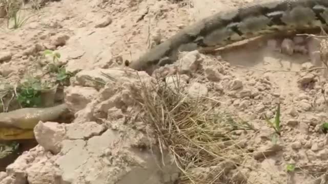 Animals Fight Video - Man Rescues Pig From Python - Sky Animals