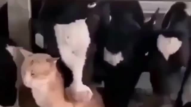 La civiltà di un popolo