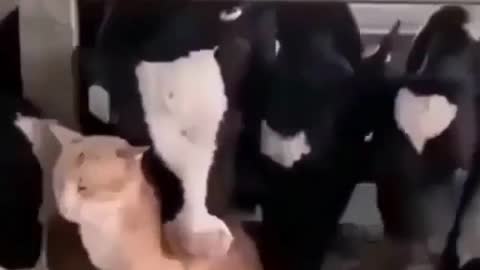 La civiltà di un popolo