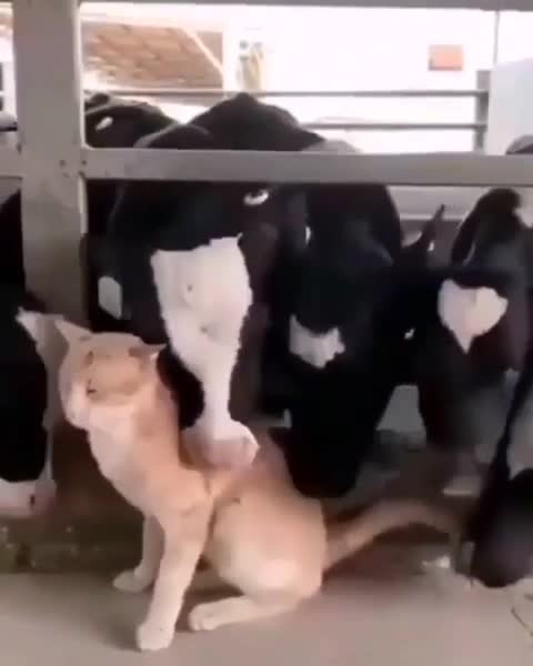 La civiltà di un popolo