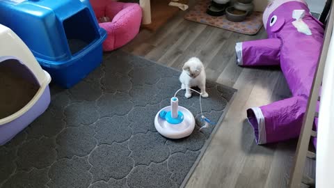 Manx Ragdoll mixed kitten playing