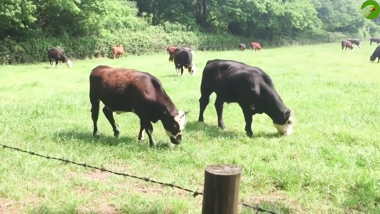 cows grazing