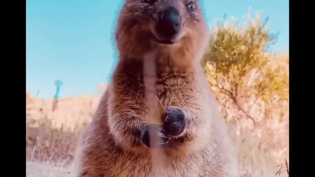 Funny Animals Videos :) Try not to laugh