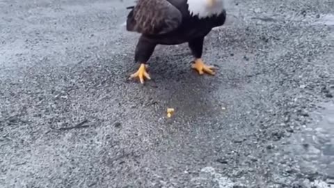 Bald Eagles are massive!