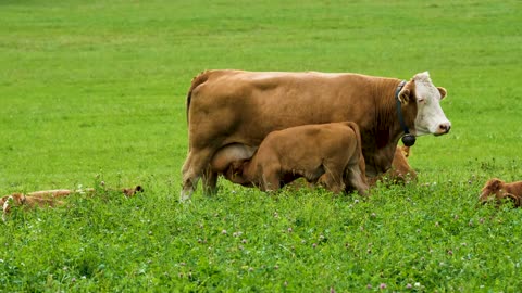 Baby cow 🐄 drink milk 🥛 videos 🥰