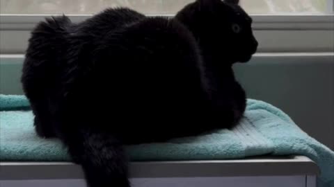 Cute Precious Piper Does Two Letters with Her Tail - Adopting a Cat from a Shelter Vlog #shorts