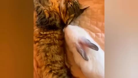 New Funny Animals Video 2023 | Funniest Cats and Dogs Videos | New Funny Video Of Cat And Dogs #202