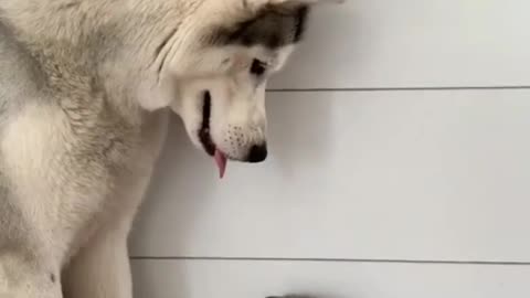 Cat and Dog Cute Moment