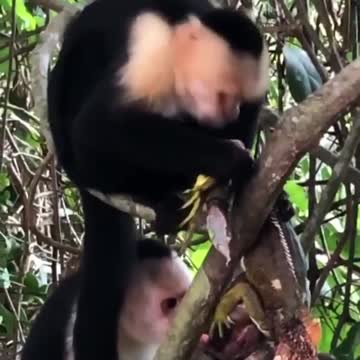 Capuchin monkeys eat iguana