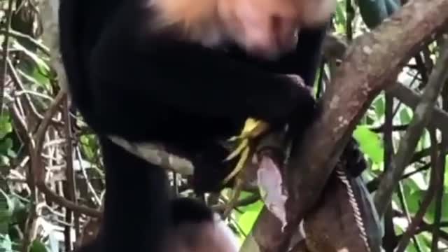 Capuchin monkeys eat iguana