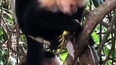 Capuchin monkeys eat iguana