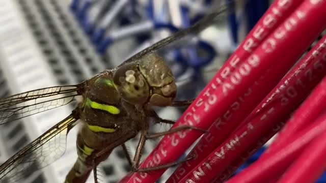 Dragonfly on PLC wires