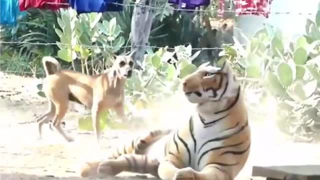 Dog reactions to Tiger is unbelievable,