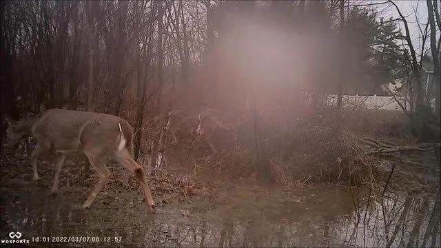 Backyard Trail Cam - Deer in Rain