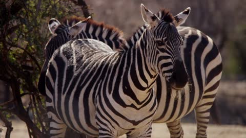 zebra