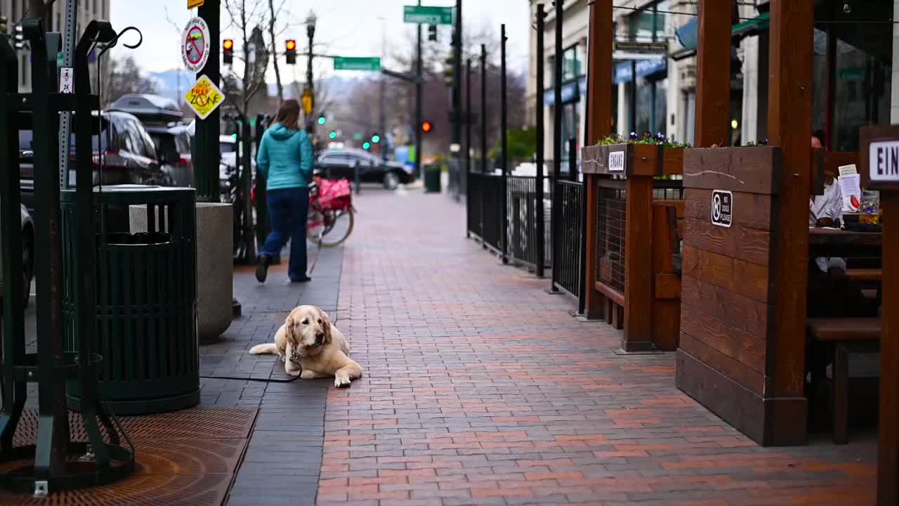 Dog waiting for his owner