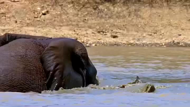 Elephants have a preference between right and left