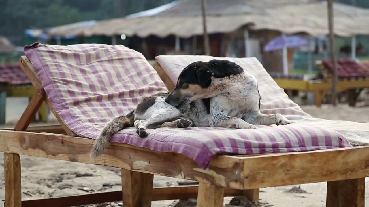 Dog cleaning himself on a deck chair at a sandy beach