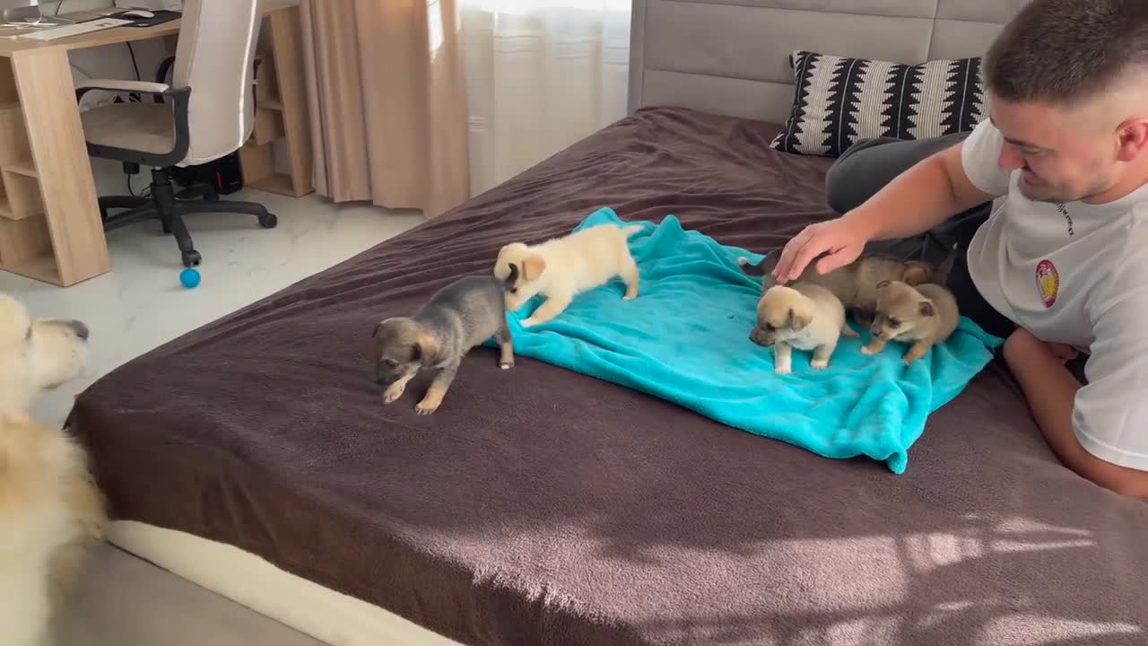 Golden Retriever Meets Puppies for the First Time