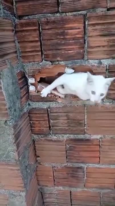 The best Funny Playing Cats and Dancing Kittens Compilation | Try not to laugh !