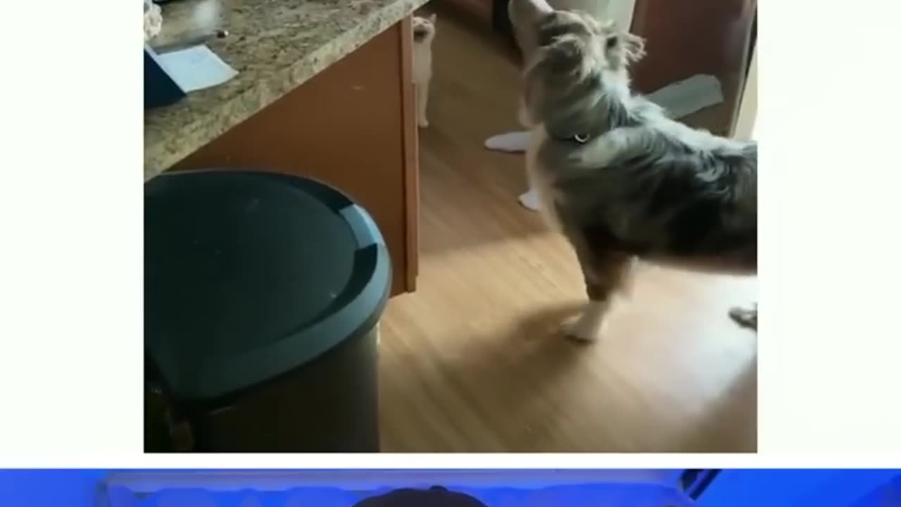 Funny Animals #30