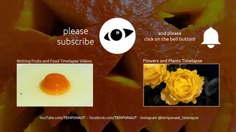 Rotting Halloween Pumpkin Timelapse