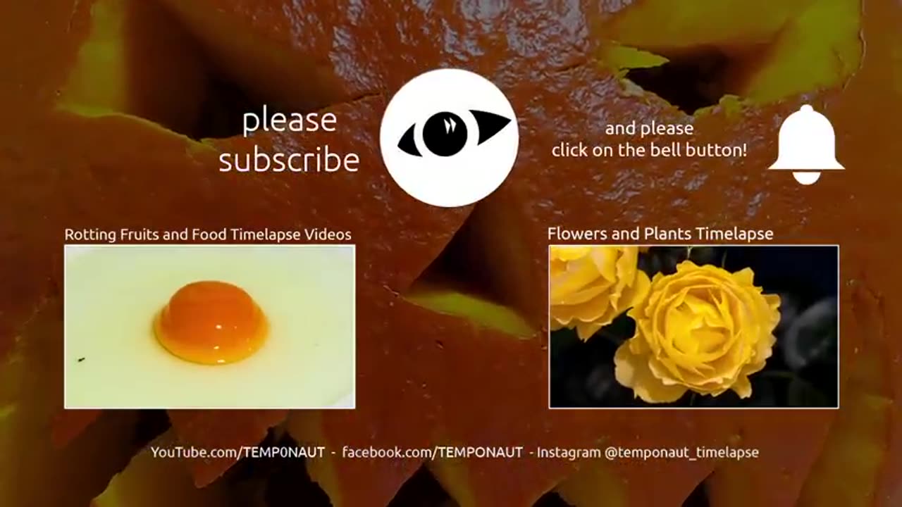 Rotting Halloween Pumpkin Timelapse