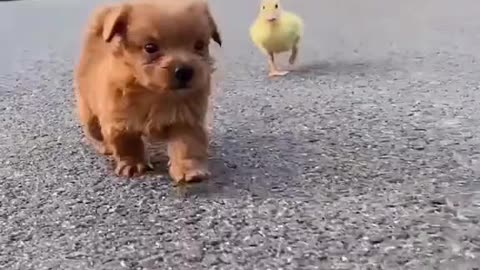 Cute Puppy Video