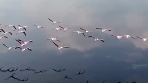 Wildlife in closer view with a natural perspective.
