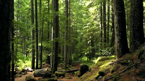 Forest - Beautiful Nature Videos #2