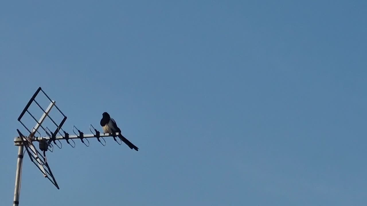 Magpie Bird Standing On A Aerial