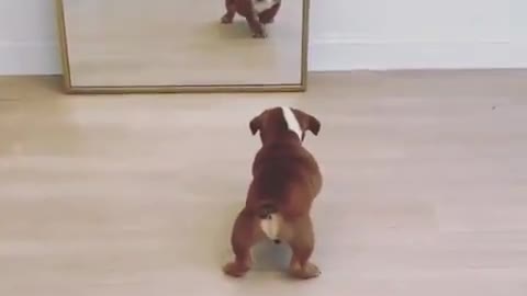 A puppy scared by a mirror